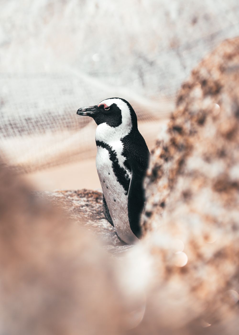 African penguin at Boulders Beach